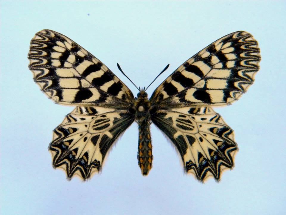Zerynthia polyxena (cold shock abb 4) (Internet Image property of respective owner, non-commercial use only)